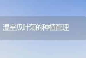 温室瓜叶菊的种植管理