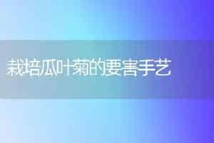 栽培瓜叶菊的要害手艺