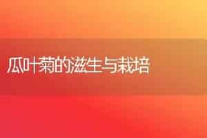 瓜叶菊的滋生与栽培