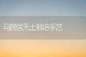 马蹄莲无土栽培手艺
