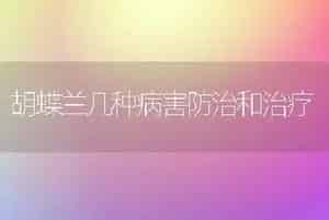 胡蝶兰几种病害防治和治疗