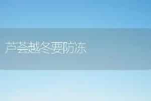 芦荟越冬要防冻