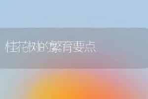 桂花树的繁育要点