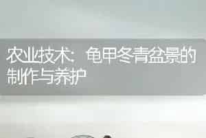 农业技术:龟甲冬青盆景的制作与养护