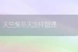 天竺葵冬天怎样管理
