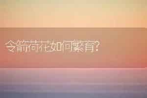 令箭荷花如何繁育?