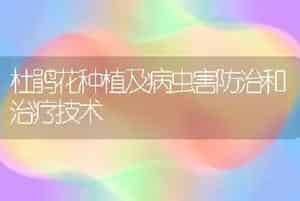 杜鹃花种植及病虫害防治和治疗技术