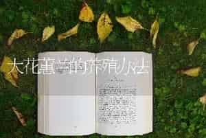 大花蕙兰的养殖办法