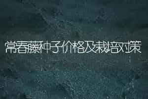 马蹄莲四序着花要点