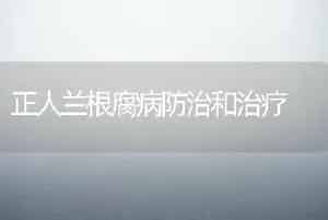 正人兰根腐病防治和治疗