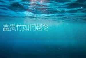 富贵竹如何越冬