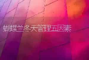 蝴蝶兰冬天管理五因素