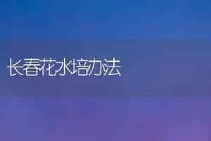 长春花水培办法