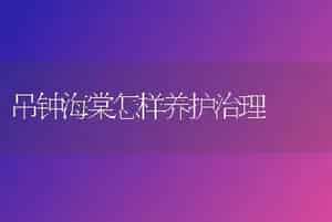 吊钟海棠怎样养护治理