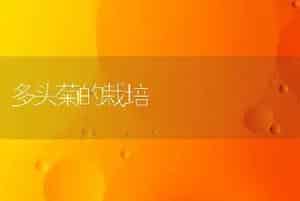 多头菊的栽培