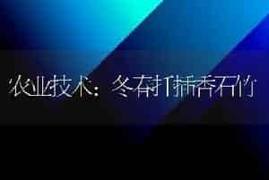 农业技术:冬春扦插香石竹