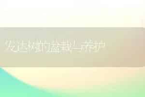 发达树的盆栽与养护