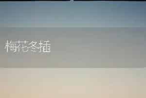 梅花冬插