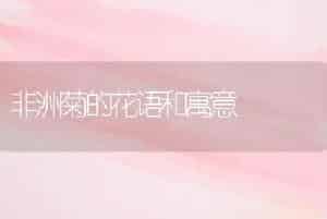 非洲菊的花语和寓意