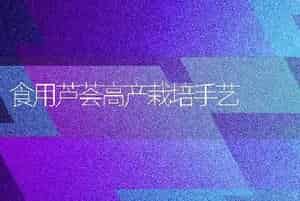 食用芦荟高产栽培手艺