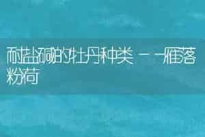 耐盐碱的牡丹种类――雁落粉荷