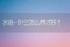 水培一叶兰怎么养才好？