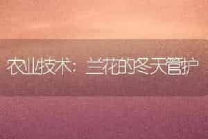 农业技术:兰花的冬天管护