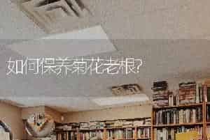 如何保养菊花老根?