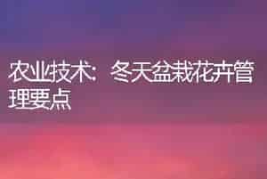 农业技术:冬天盆栽花卉管理要点
