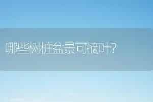 哪些树桩盆景可摘叶？