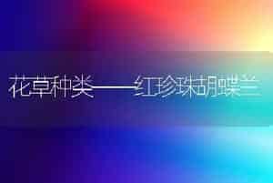 花草种类――红珍珠胡蝶兰