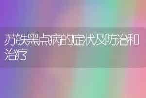 苏铁黑点病的症状及防治和治疗