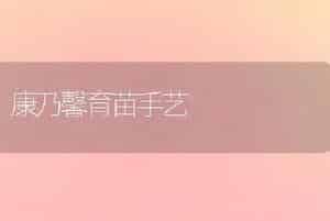 康乃馨育苗手艺