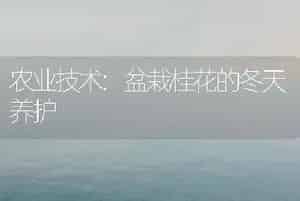 农业技术:盆栽桂花的冬天养护