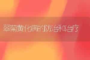 翠菊黄化病的防治和治疗