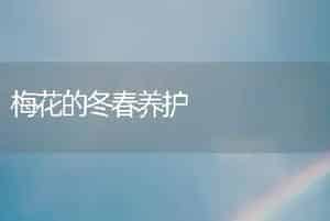 梅花的冬春养护