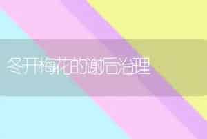 冬开梅花的谢后治理