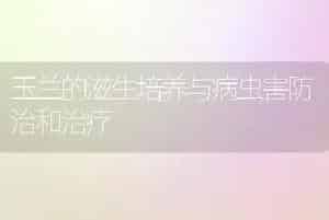 玉兰的滋生培养与病虫害防治和治疗