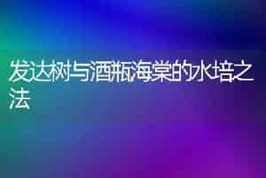 发达树与酒瓶海棠的水培之法