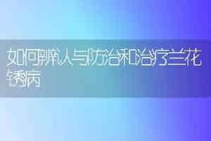 如何辨认与防治和治疗兰花锈病
