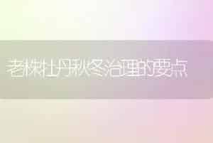老株牡丹秋冬治理的要点