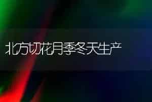 北方切花月季冬天生产