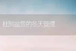 杜鹃盆景的冬天管理