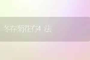 冬存菊花有4法