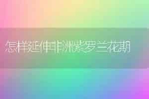 怎样延伸非洲紫罗兰花期