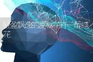 轻盈飘逸的夏秋花卉—醉蝶花