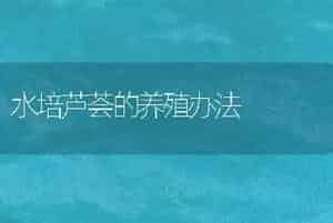 水培芦荟的养殖办法