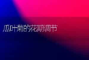 瓜叶菊的花期调节