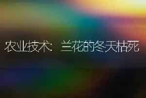 农业技术:兰花的冬天枯死