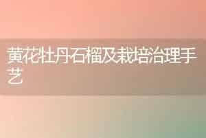 黄花牡丹石榴及栽培治理手艺